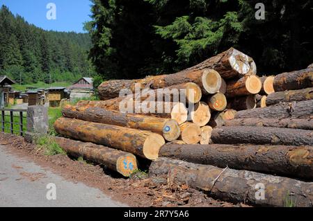 Fallen tree trunks on a forest path, near in the Black Forest, Baden-Wuerttemberg, Germany Stock Photo