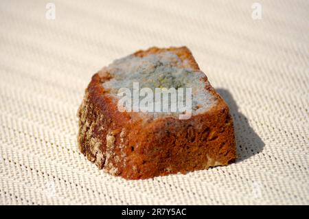 Mouldy Reeds Mould on bread, mouldy bread Stock Photo - Alamy