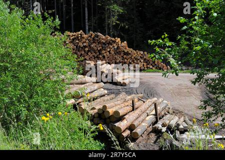 Fallen tree trunks on a forest path, near in the Black Forest, Baden-Wuerttemberg, Germany Stock Photo