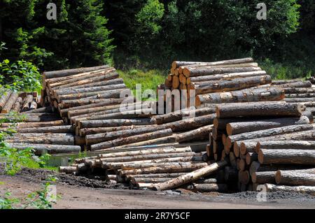 Fallen tree trunks on a forest path, near in the Black Forest, Baden-Wuerttemberg, Germany Stock Photo