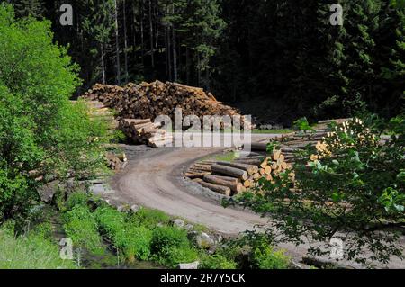 Fallen tree trunks on a forest path, near in the Black Forest, Baden-Wuerttemberg, Germany Stock Photo