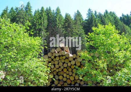 Fallen tree trunks on a forest path, near in the Black Forest, Baden-Wuerttemberg, Germany Stock Photo