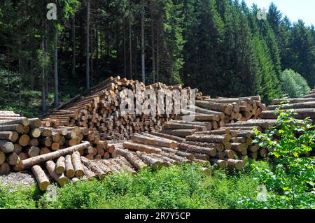 Fallen tree trunks on a forest path, near in the Black Forest, Baden-Wuerttemberg, Germany Stock Photo