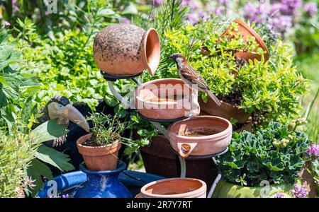 House Sparrow (Passer domesticus) drinking from a solar powered water feature in a small urban garden in Brighton , England , UK Stock Photo