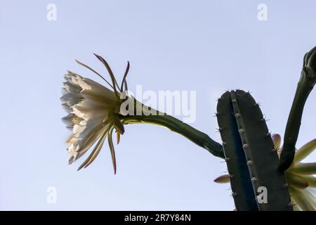 Peruvian apple cactus or Hedge cactus or Cereus hildmannianus in full bloom close up. Israel Stock Photo