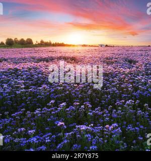 Beautiful panorama rural landscape with sunrise and blossoming meadow. purple flowers flowering on spring field, Phacelia Stock Photo