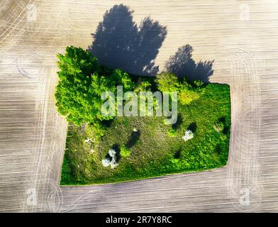 Green island (tree and forest) in brown field, abstract view from drone Stock Photo