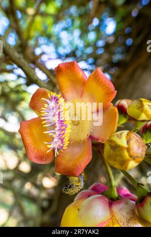 The inflorescence of a cannonball tree in the botanical garden of Peradeniya, Kandy Stock Photo