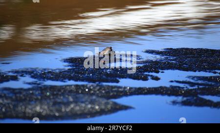 Common grass frog (Rana temporaria) sitting on a small ice floe. Stock Photo