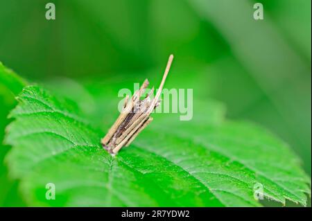 Bagworm Moth, case, North Rhine-Westphalia, Germany (Psyche casta) Stock Photo