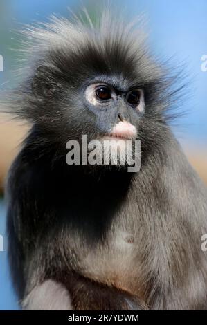 Dusky Leaf Monkey (Trachypithecus obscurus) (Presbytis obscurus), Spectacled Langur, Spectacled Leaf Monkey Stock Photo