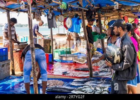 Residents, folks, locals and fishmonger on one of the many fish markets, in the main city Galle, that provide the local people with seafood. The Stock Photo