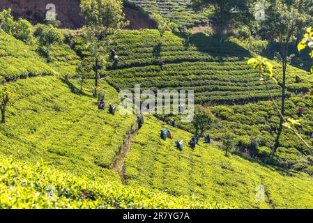 Tea plucking done by tea pickers near Nuwara Eliya on February 06, 2017. Sri Lanka is one of the world's main tea exporters. The workers live in Stock Photo