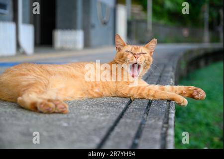 A yellow cat yawns lazily with its mouth wide open. The cat lay on the platform of the old railway station. Stock Photo