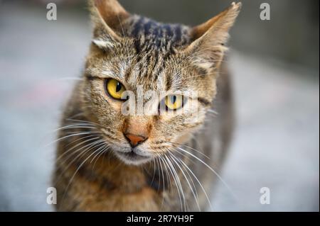 A brown-gray cat looks at the camera with wide-eyed eyes. The shooting location is Lingjiao Railway Station on the Pingxi Line. Taiwan Stock Photo
