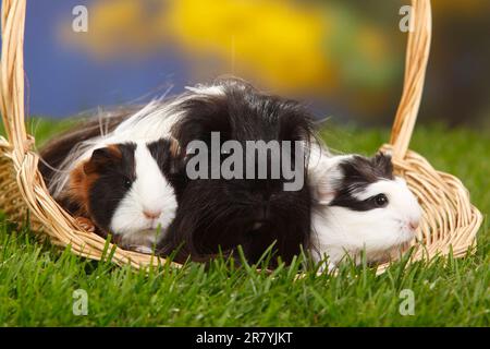Sheltie guinea pig, black and white, and kittens, tortoiseshell with white, Peruvian silkie Stock Photo