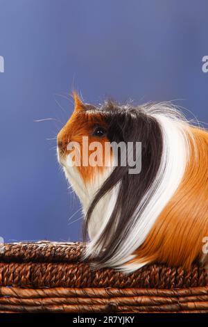 Coronet guinea pig, tortoiseshell with white, lateral, profile Stock Photo