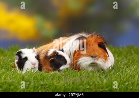 Coronet guinea pigs, tortoiseshell with white, and kittens Stock Photo