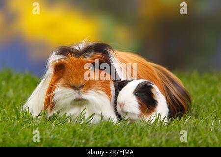 Coronet guinea pig, tortoiseshell with white, with kitten Stock Photo