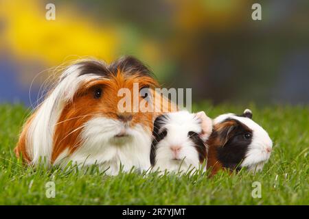 Coronet guinea pigs, tortoiseshell with white, and kittens Stock Photo