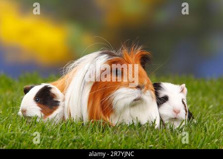 Coronet guinea pigs, tortoiseshell with white, and kittens Stock Photo