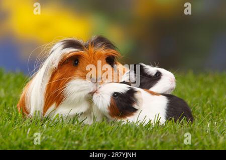 Coronet guinea pigs, tortoiseshell with white, and kittens Stock Photo