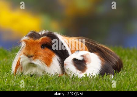 Coronet guinea pig, tortoiseshell with white, and kitten Stock Photo
