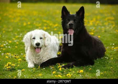 Golden Retriever and Black Old German Shepherd Dog, both 12 years old, Black Old German Shepherd Dog Stock Photo