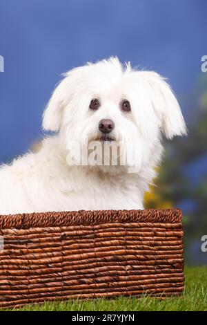 Coton de Tulear, 7 years old, basket Stock Photo