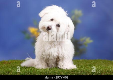 Coton de Tulear, 7 years old Stock Photo