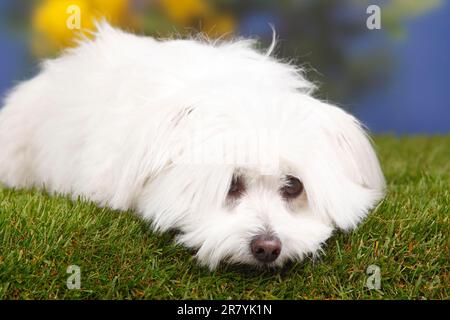 Coton de Tulear, 7 years old Stock Photo