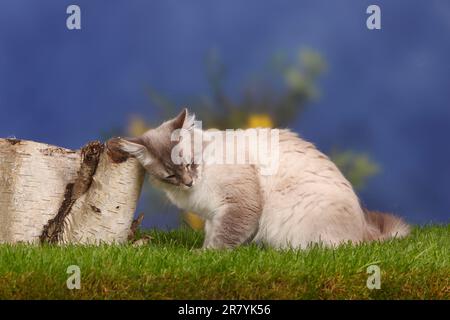 Neva Masquarade, male, blue-tabby-point, rubs head on tree trunk, Siberian Forest Cat, Siberian cat, Siberia, Neva Masquerade, page Stock Photo