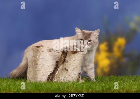 Neva Masquarade, male, blue-tabby-point, Siberian Forest Cat, Siberian cat, Siberia, Neva Masquerade, tree trunk Stock Photo