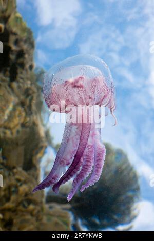 Mauve Stinger Jellyfish (Pelagia noctiluca), Pelagia noctiluca, Cap de Creus, Costa Brava, Spain, Luminescent Jellyfish Stock Photo