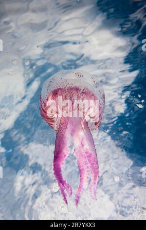 Mauve Stinger Jellyfish (Pelagia noctiluca), Pelagia noctiluca, Cap de Creus, Costa Brava, Spain, Luminescent Jellyfish Stock Photo