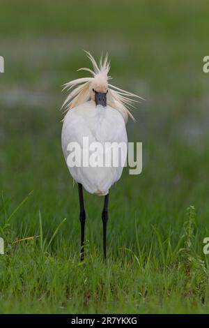 Eurasian spoonbill (Platalea leucorodia), Greece Stock Photo - Alamy