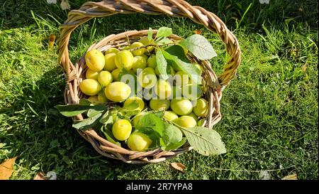 Yellow plums on a wood background. Fresh BIO fruits. Yellow fruits. Stock Photo
