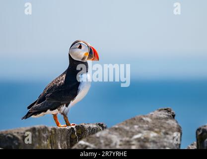 Puffin (Fratercula arctica) on a cliff top ledge, Isle of May, Scotland, UK Stock Photo