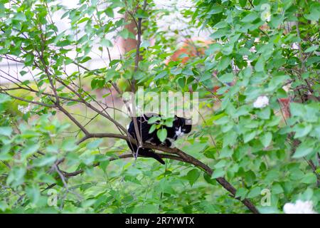 A black cat with green eyes sits on a tree branch on the street Stock Photo