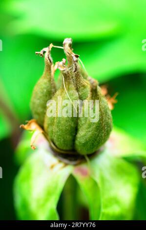 Peony seed pods Stock Photo