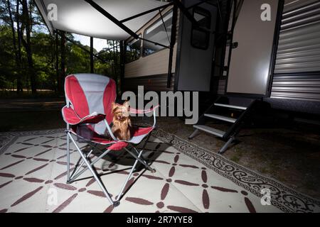 Camping dog in a red chair next to a camper trailer licking his lips Stock Photo