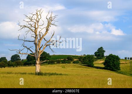 Lone dead tree in a green meadow Stock Photo