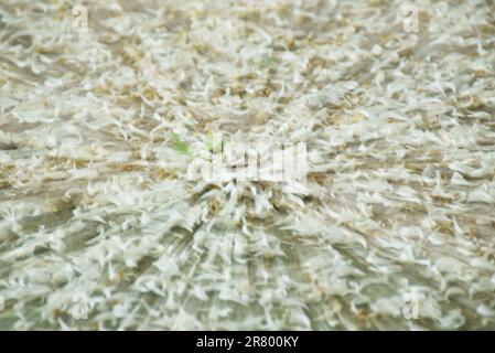 blurry zoom technic of orange jasmine petal fall and spreading on cement floor Stock Photo