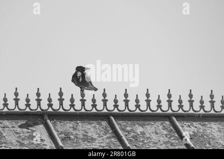 Carrion crow in black and white resting on the top of a beach shelter in Worthing, West Sussex Stock Photo