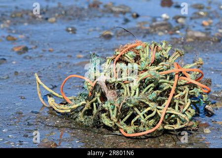 A tangle of old fishing ropes washed up on a wet beach. Ropes are old and frayed. Beach is wet with thin layer of water on the sand. Stock Photo