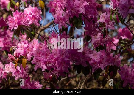 Pink rhododendron flowers in bloom in spring Stock Photo