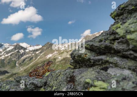 The European common frog with Alps mountains on background (Rana temporaria) Stock Photo