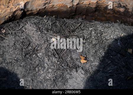A natural background texture of ash in a fireplace Stock Photo