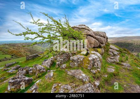 A lone hawthorn tree defies the elements  on top of rugged Sharp Tor in the Dartmoor national park near Dartmeet Stock Photo