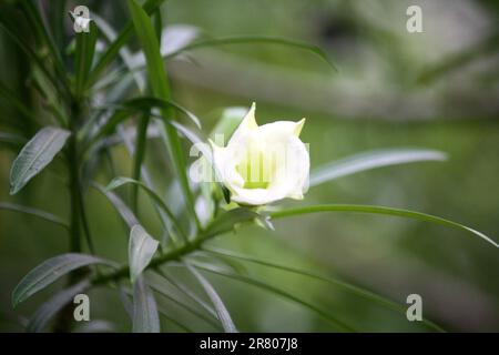 White Oleander flowers (Cascabela Thevetia) among green foliage : (pix Sanjiv Shukla) Stock Photo